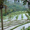  Reisterrassenlandschaft auf Bali 