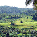 Reisterrassenlandschaft in Ostbali 