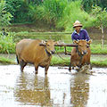  Reisbauer beim pflügen seines Feldes 