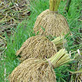  Gebündelte, frisch geschnittene Reispflanzen 