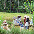  Reisbauern bei der Ernte 