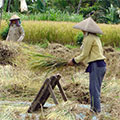  Ausschlagen der Reispflanzen 