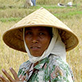  Reisarbeiterin mit Sichel 