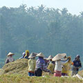  Reisfeldarbeiter auf Bali 